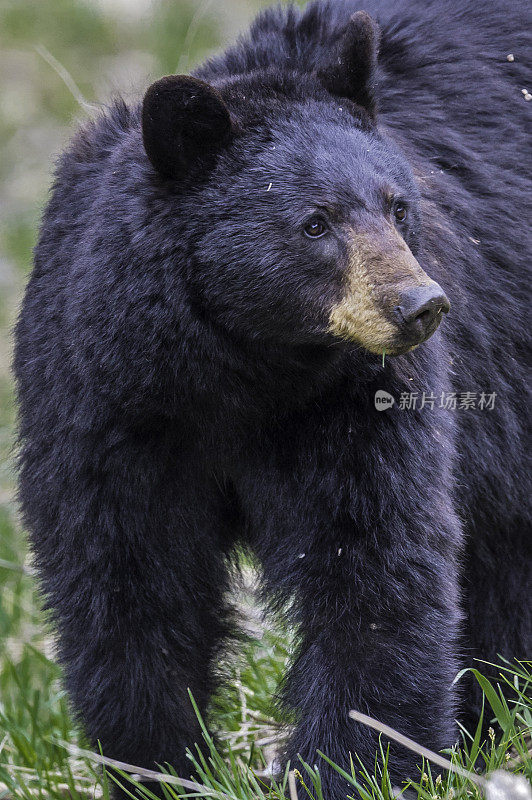 美国黑熊(Ursus americanus)是一种中等体型的熊，原产于北美，常见于黄石国家公园。男性的熊。